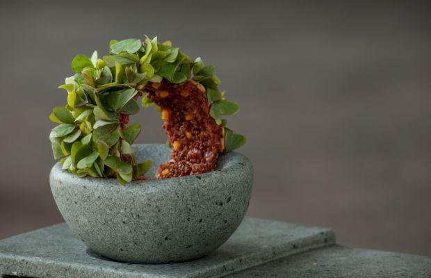 Borago-Dish-2